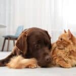 Can cats communicate with dogs?
