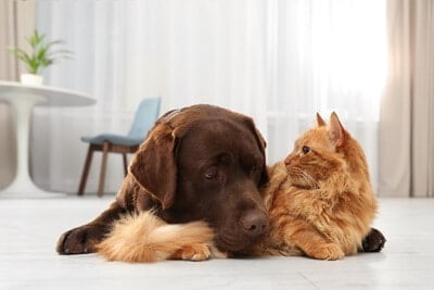 Can cats communicate with dogs?