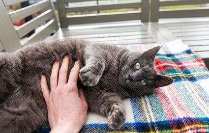 are cats ticklish on their belly?