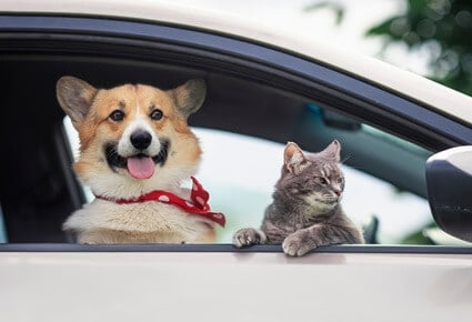 are corgis friendly with cats?