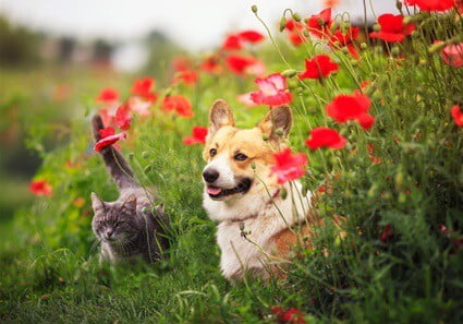 are corgis good with cats?