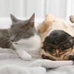 can cats and pugs play together?