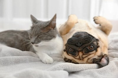 can cats and pugs play together?