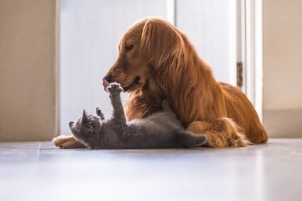 do dogs understand cats meows?