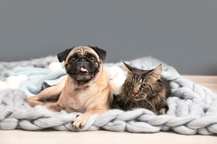 do pugs bark at cats?