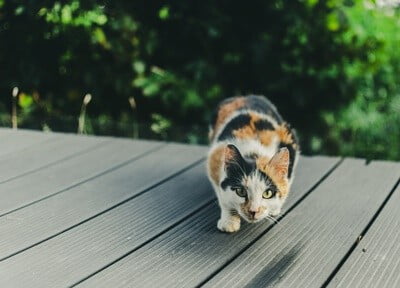 why are cats so quiet when they walk?