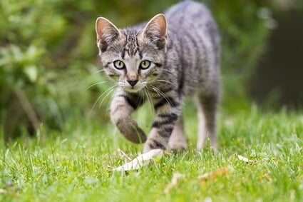 why do cats move so silently?