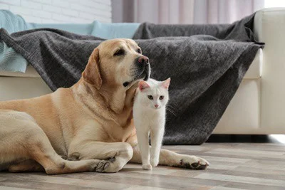 Do-Cats-Get-Along-with-Golden-Retrievers?