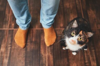 are male or female cats friendlier?