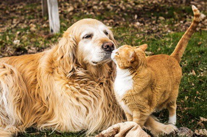 can golden retrievers live with cats?