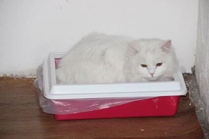 cat suddenly sleeping in litter box