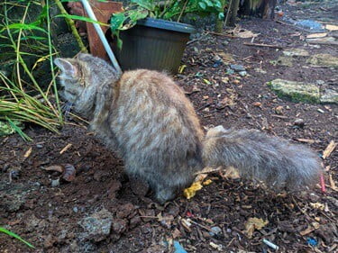 cat trying to cover poop but can't