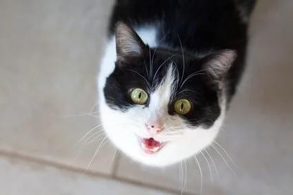 cats meow sounds muffled
