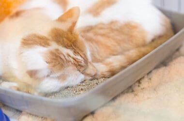 how do i stop my cat from sleeping in the litter boxhow do i stop my cat from sleeping in the litter box?