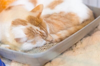 how do i stop my cat from sleeping in the litter boxhow do i stop my cat from sleeping in the litter box?