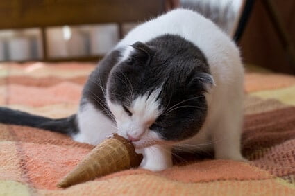 how long before symptoms of chocolate poisoning in cats?