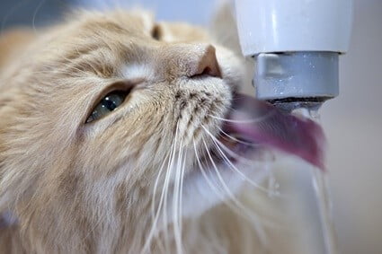 how much water is too much for a cat?