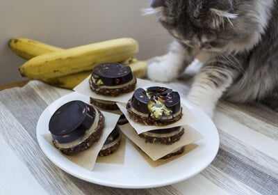 is chocolate toxic to cats?