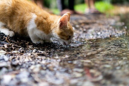 is it bad if my cat drinks a lot of water?