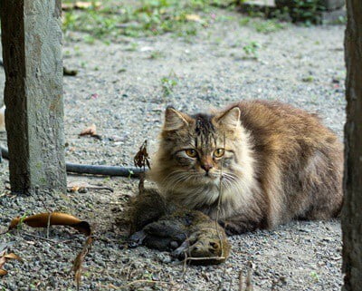 my cat just killed a squirrel