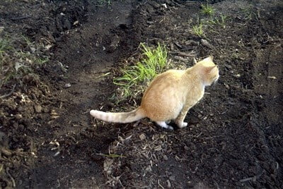 old cat not covering poop and pee