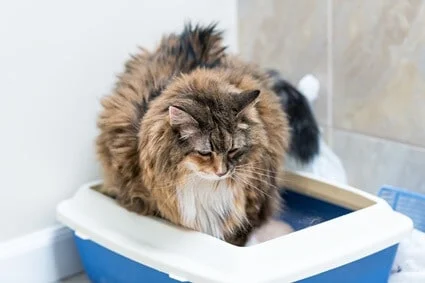 older cat sitting in litter box