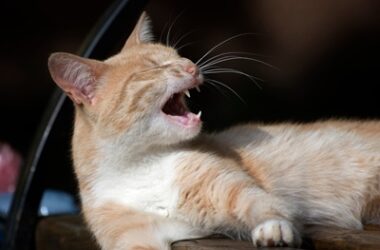 why do cats cry like a baby at night?