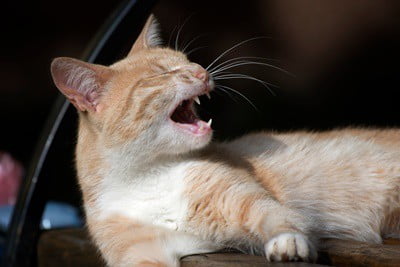 why do cats cry like a baby at night?