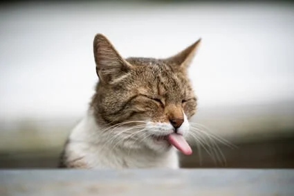 why do cats sometimes stick out their tongues?