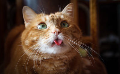 cat sticking tongue out and drooling