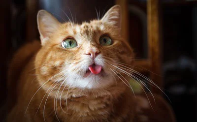 why do cats stick their tongue out?