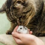 Are Hamsters Good With Cats?