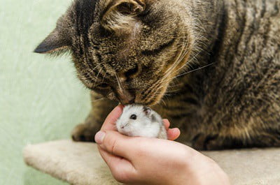 Are Hamsters Good With Cats?