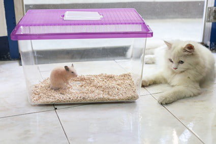 How To Introduce Cats To Hamsters