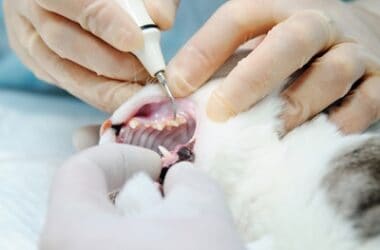 Is dental cleaning safe for older cats?