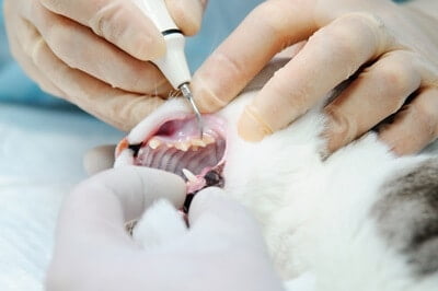 Is dental cleaning safe for older cats?