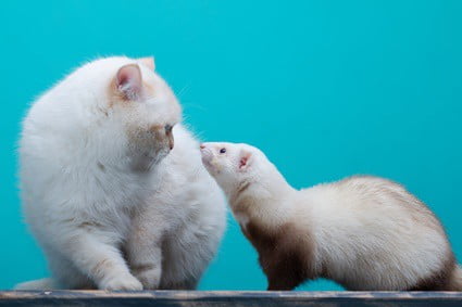 are ferrets dangerous to cats?
