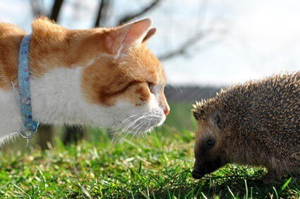 are hedgehogs good with cats?