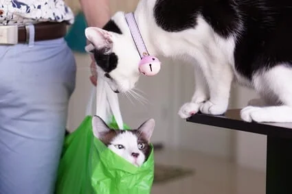 are plastic bags dangerous for cats?