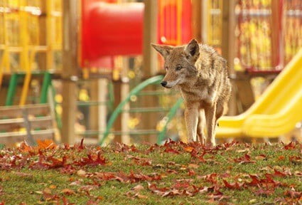 can a cat escape a coyote?