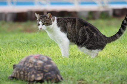 can a cat kill a tortoise?