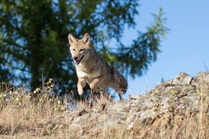 can a cat survive a coyoye attack?