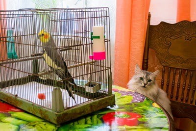 can-cats-and-parrots-get-along