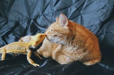 can cats be friends with bearded dragons?
