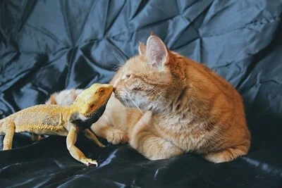 can cats be friends with bearded dragons?