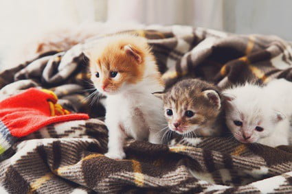 can cats be pregnant with two different litters?