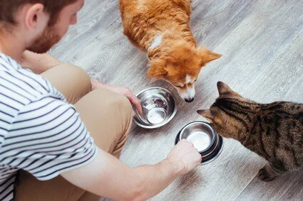can cats eat canned dog food?
