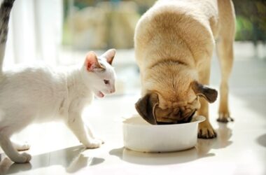 can cats eat dog food for a couple days?