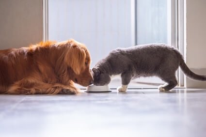 can cats eat raw dog food?