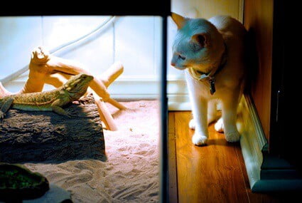 can cats live with bearded dragons?